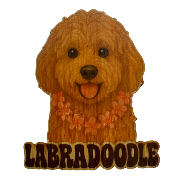 Labradoodle