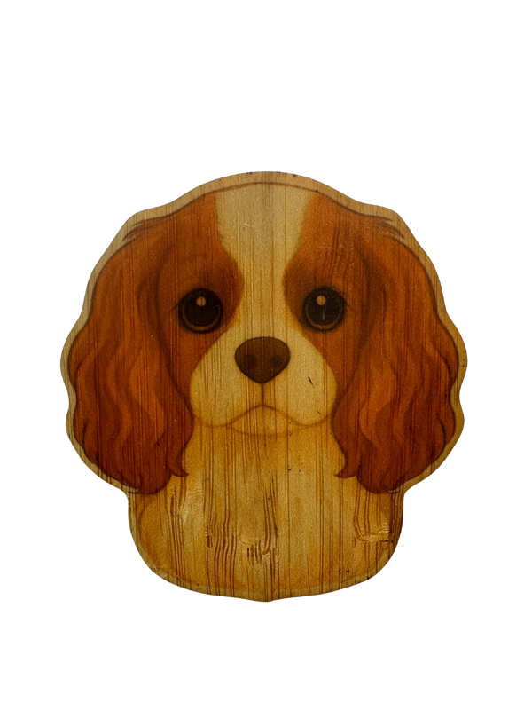 King Charles Cavalier